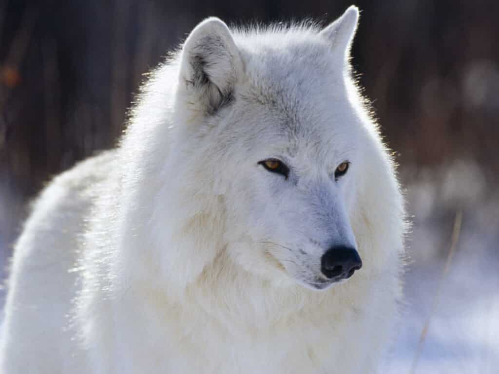 Λευκός λύκος