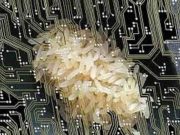 Πλαστικό Ρύζι και τσιπάρισμα μέσω διατροφής