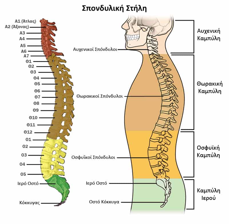 Σπονδυλική στήλη