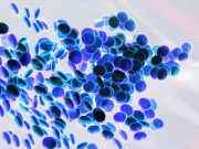 Το Μυστήριο των Γαλαζοαίματων και ο Χαλκός… Μπλε αιμοσφαίρια