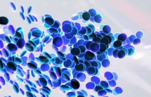 Το Μυστήριο των Γαλαζοαίματων και ο Χαλκός… Μπλε αιμοσφαίρια