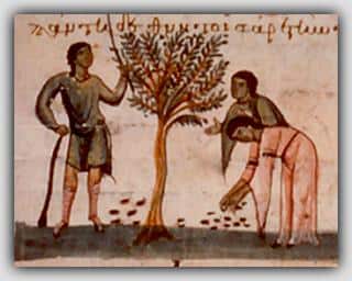 Πως Έφτιαχναν τις Φαγώσιμες Ελιές οι Έλληνες κατά την αρχαιότητα  