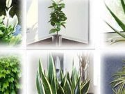 Έρευνα της NASA: Τα φυτά που είναι «βόμβες» οξυγόνου για το σπίτι μας