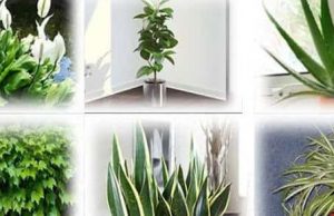 Έρευνα της NASA: Τα φυτά που είναι «βόμβες» οξυγόνου για το σπίτι μας