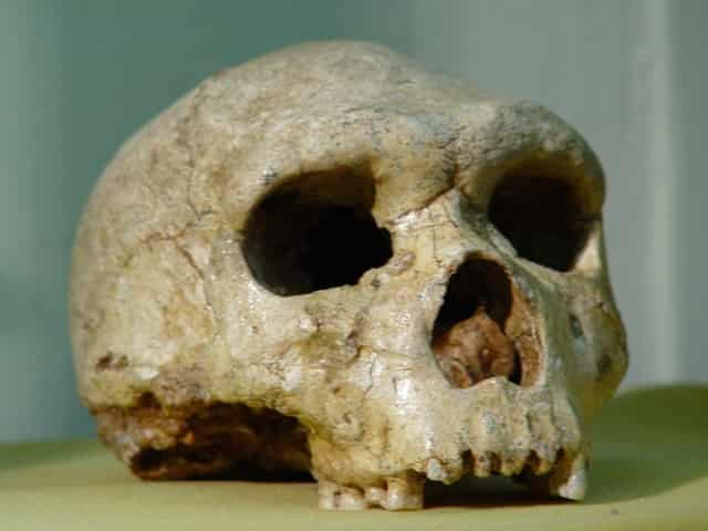 Ο σκελετός Homo Sapiens Χανίων και η μυστηριώδης εξαφάνιση του