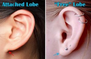 Τι Λένε τα Αυτιά μας για την Καταγωγή μας; αυτιά