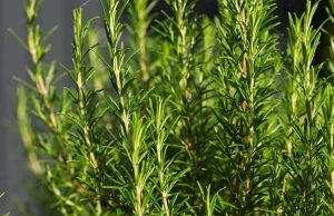 Δενδρολίβανο: Το Δώρο της Θεάς Αφροδίτης στους Ανθρώπους