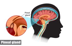 6 τρόποι να αποσβεστοποιήσουμε την επίφυσή μας και να ξεκλειδώσουμε την πνευματική επίγνωση επίφυση