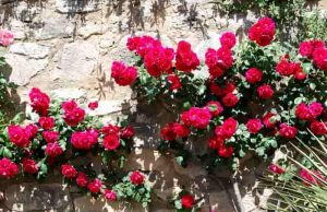 Αυτό το Απίστευτο Τρικ θα Γεμίσει τη Βεράντα σας με Τριαντάφυλλα! Κόκκινα τριαντάφυλλα σε ένα πέτρινο τοίχο