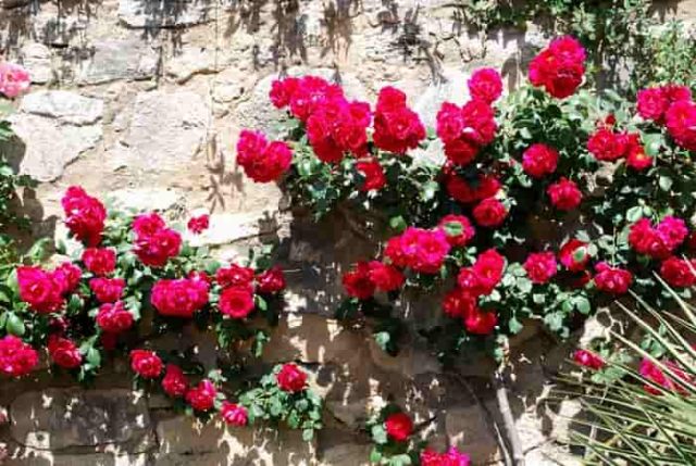 Κόκκινα τριαντάφυλλα σε ένα πέτρινο τοίχο