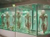UFO και νεκρά εξωγήινα σώματα αποθηκεύονται αλλά όχι στην Περιοχή 51 εξωγήινα πτώματα σε γυάλινες θήκες