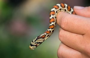 Η Αλήθεια πίσω από το «Θαύμα» με τα Φιδάκια της Παναγίας στη Κεφαλλονιά! Φίδι στο χέρι