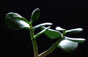 Βάλτε το Κατάλληλο Φυτό Σπίτι σας και τα Χρήματα Αυξάνονται Το λεφτόδεντρο Κράσουλα που πιστεύεται ότι αυξάνει τα χρήματά σας και φέρνει θετική ενέργεια και καλή τύχη στον ιδιοκτήτη του