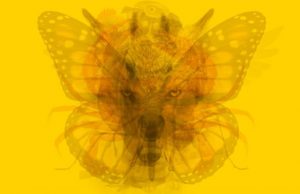 Το ζώο που είδαμε πρώτα στη φωτογραφία αποκαλύπτει την προσωπικότητά μας