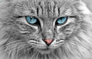 Τι μπορούν να δουν οι γάτες που δεν μπορούμε εμείς;