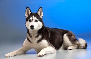 Τι μπορούν να δουν οι σκύλοι που εμείς δε μπορούμε σκύλος