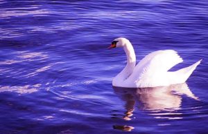 Λίμνη Πεντέλης. Εκεί που ζούσαν νεράιδες του θρύλου και πνίγονταν μυστηριωδώς οι λουόμενοι