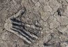 3600-year-old pits full of giant hands discovered in Egypt 02-min