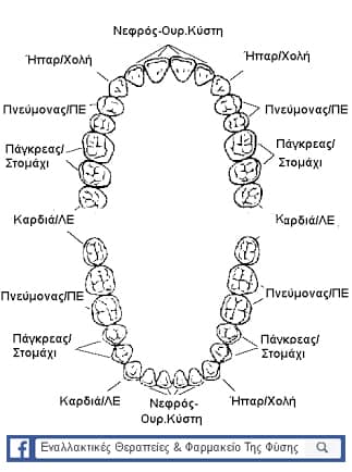 Κάθε Δόντι είναι Συνδεδεμένο με Ένα Όργανο του Σώματος