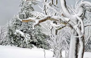 Ανακαλύφθηκε απολιθωμένο δάσος 280.000.000 ετών στην Ανταρκτική