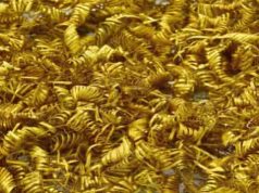 Το αίνιγμα με τις Χρυσές Σπείρες που Βρέθηκαν στην Δανία Το αίνιγμα με τις Χρυσές Σπείρες που Βρέθηκαν στην Δανία