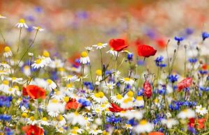 Τα Ψυχοσάββατα και οι Πανσπερμίες των Ελλήνων Αγριολούλουδα