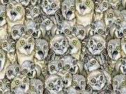 Τεστ παρατηρητικότητας: Ανάμεσα στις κουκουβάγιες υπάρχει μία γάτα