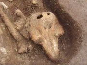 Αρχαιολόγοι βρήκαν τάφο με ένα περίεργο ον. Είπαν ότι ανήκει σε φώκια