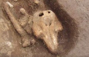 Αρχαιολόγοι βρήκαν τάφο με ένα περίεργο ον. Είπαν ότι ανήκει σε φώκια