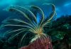 under-antarctica-plant-underwater.ngsversion.1498104087791.adapt.676.1-min