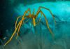 under-antarctica-sea-spider.ngsversion.1498104101365.adapt.676.1-min