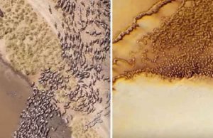 Κοπάδι Εξωγήινων Ζώων στον Πλανήτη Άρη; Ε, όχι! Κοπάδι Εξωγήινων Ζώων στον Πλανήτη Άρη;