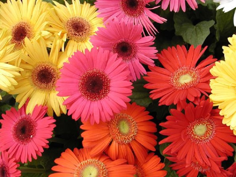 Τι Συμβολίζει το Λουλούδι που Αντιστοιχεί στον Μήνα Γενεθλίων σου