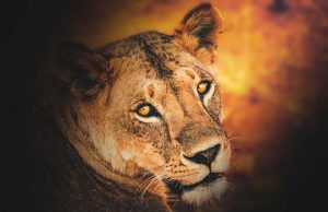 Εύρημα στον Άρη θυμίζει κεφάλι λέαινας