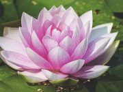 Το λουλούδι που αντιστοιχεί στον μήνα γενεθλίων μας και τι συμβολίζει