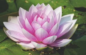 Το λουλούδι που αντιστοιχεί στον μήνα γενεθλίων μας και τι συμβολίζει