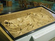 Ο τάφος με Σκελετό Κενταύρου στο Πανεπιστήμιο Τενεσί Σκελετός Κενταύρου