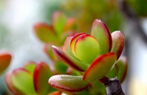 Πως να προσελκύω χρήματα στο σπίτι μου με ένα απλό τέχνασμα