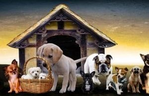 Ποια είναι η ιδανική ράτσα σκύλου για το ζώδιό μας