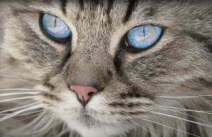 Οι Γάτες Έχουν Μεταφυσικές Ιδιότητες, Ενσυναίσθηση και μπορούν να Θεραπεύσουν το Μυαλό, το Σώμα και την Ψυχή