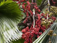 Γιατί η NASA προτείνει να βάλουν τον φοίνικα αρέκα στο δωμάτιό τους όσοι αρρωσταίνουν συχνά