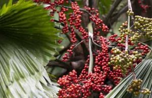 Γιατί η NASA προτείνει να βάλουν τον φοίνικα αρέκα στο δωμάτιό τους όσοι αρρωσταίνουν συχνά