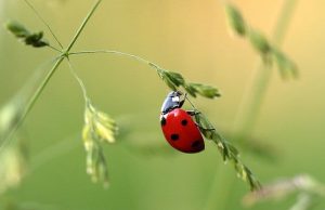 Ζώα που αν συναντάμε συχνά είναι γιατί το Σύμπαν προσπαθεί να μας δώσει ένα μήνυμα