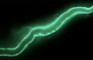 Ανακάλυψαν τι είναι τα λαμπερά φώτα του βυθού στο Τρίγωνο των Βερμούδων που είχε δει ο Χριστόφορος Κολόμβος