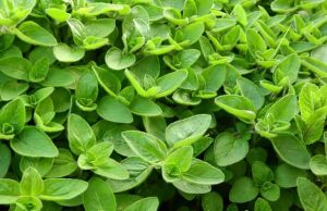 Γιατί να Έχουμε Μαντζουράνα στο Παράθυρό μας μαντζουράνα