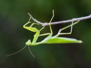 Με Αυτό που Κάνει το «Αλογάκι της Παναγίας» θα σας Παγώσει το Αίμα Αλογάκι της Παναγίας
