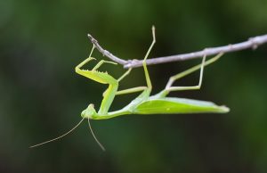 Με Αυτό που Κάνει το «Αλογάκι της Παναγίας» θα σας Παγώσει το Αίμα Αλογάκι της Παναγίας