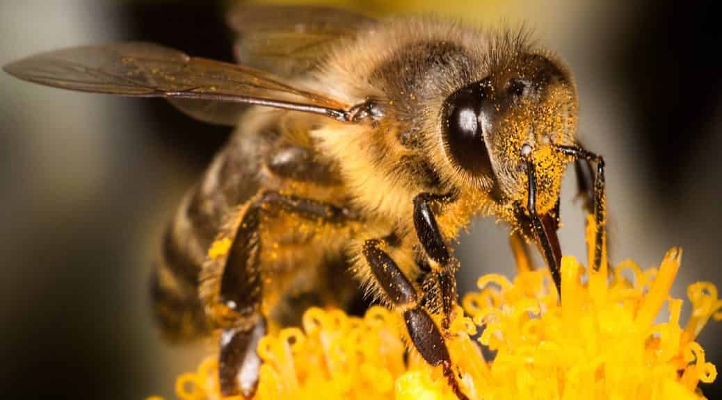 Μία Μέλισσα Έπεσε στο Μέλι. ΕΚΕΙΝΟ που Συνέβη στη Συνέχεια Είναι Εκπληκτικό (video)