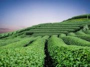 Το Τσάι που Μαζεύεται Λίγες Φορές το Χρόνο σε Πανσέληνο με Κέρδος 1850 δολάρια το Κιλό