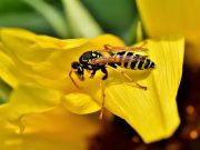 Γιατί να Μην Σκοτώνουμε μία Σφήκα Όταν την Δούμε